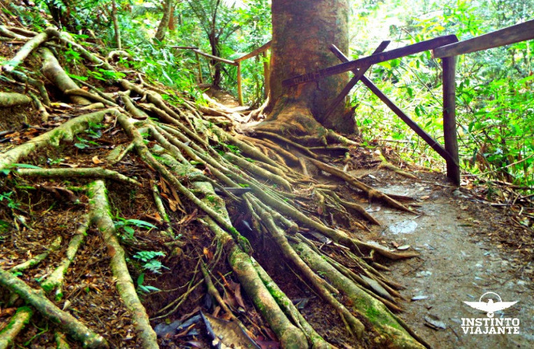 Caminho para a Pedra Que Engole, Trindade, Paraty, RJ,Brasil