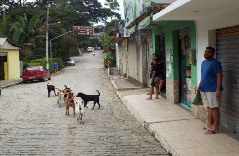 Cachorrada no centro de Sana-RJ