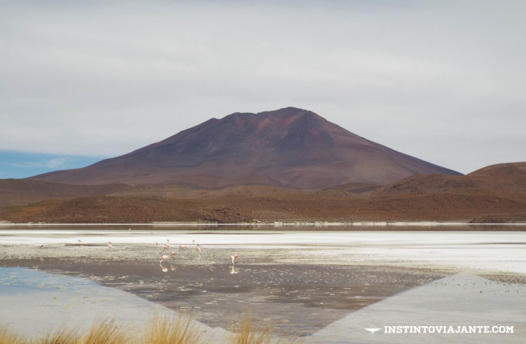 flamingos laguna Chiarkota Ramaditas deserto de sal bolivia