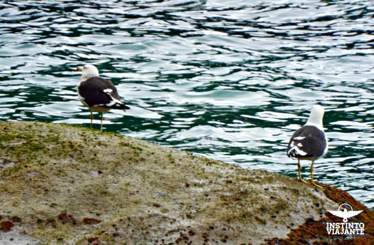 Gaivotas na praia de Ponta Negra, Paraty-RJ.