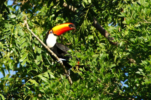 O birdwatching nas Cataratas do Iguaçu é interessante pelo fato do parque abrigar mais de 340 espécies de aves diferentes circulando ao ar livre. Foto: macucosafari.com.br.