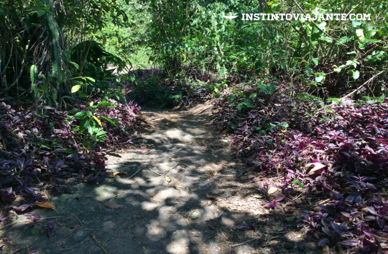 Trilha depois do mirante de Itacoatiara (terceiro mirante) - plantas roxas adornando o caminho que fica um pouco mais fechado.