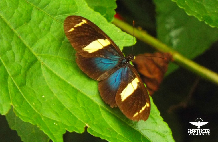 borboleta caminho saco bravo