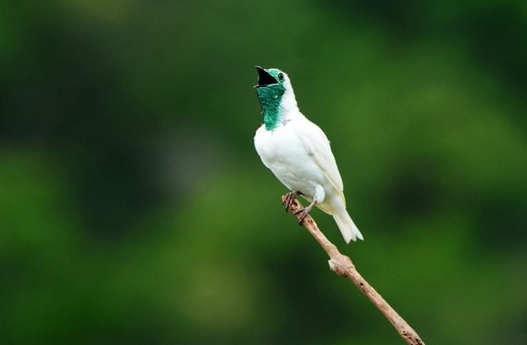 Araponga, a ave que da nome a Cachoeira Araponga
