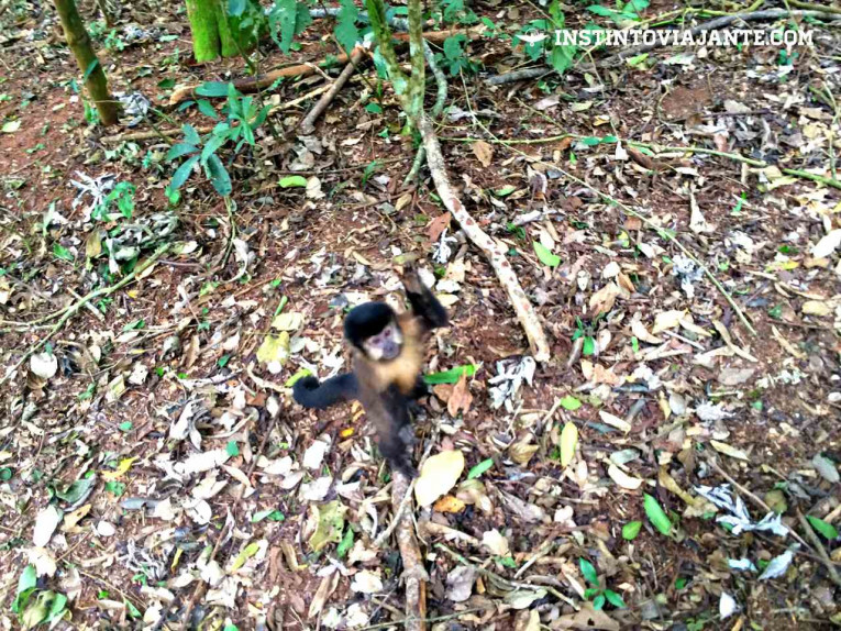 Encontrar animais pelo parque é comum. Lembre-se de NÃO alimenta-los.