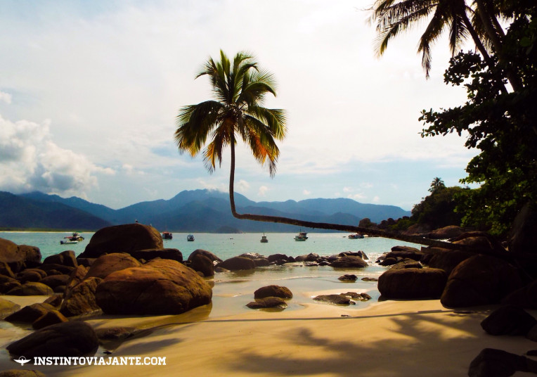 Famoso coqueiro deitado de Aventureiro, Ilha Grande/RJ