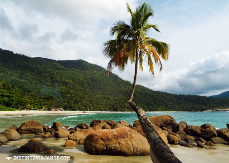 Coqueiro deitado e a praia de Aventureiro, Ilha Grande/RJ