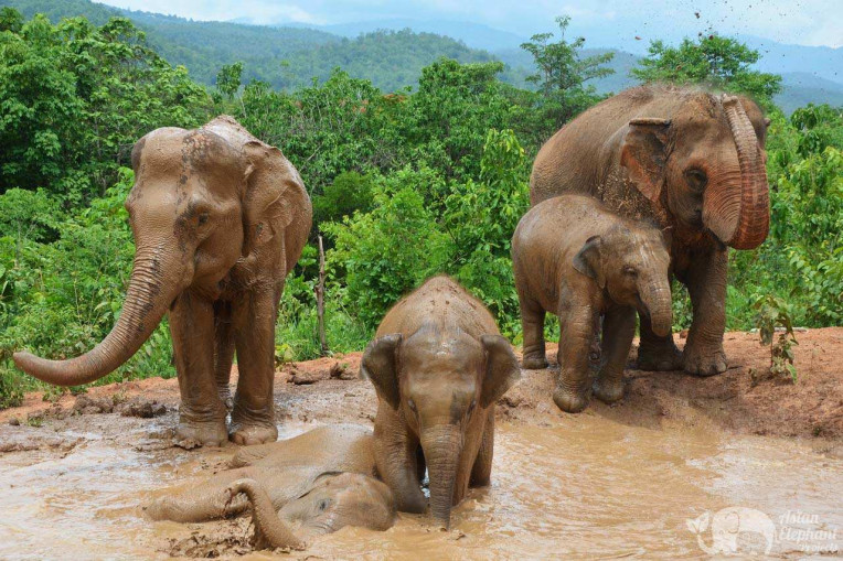 Reserva de elefantes livres na Tailandia