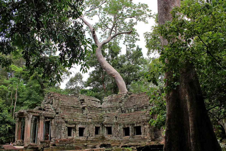 Melhores coisas para fazer no Camboja - Templo Ta Prohm