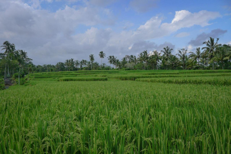 Melhores Lugares Visitar Turismo Indonésia - Ubud