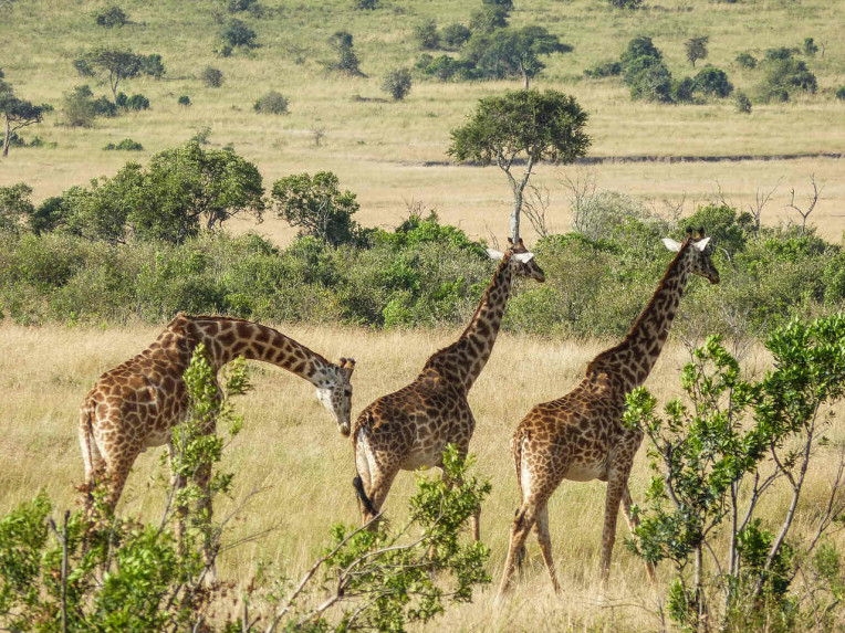 África do Sul - Safári em Joanesburgo