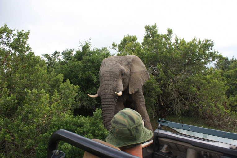 África do Sul - Safári em Joanesburgo - Pilanesberg Park