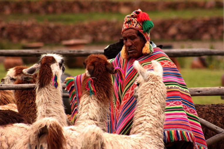 Dicas de viagem Peru - Lhamas e Alpacas no Peru