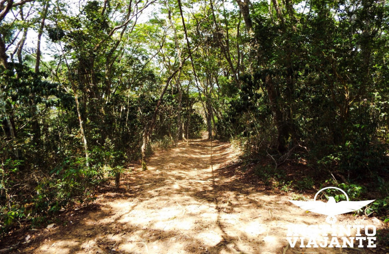 Caminho indo para Japariz, Ilha Grande/RJ