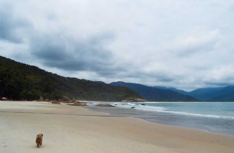 Cadelinha de Ilha Grande