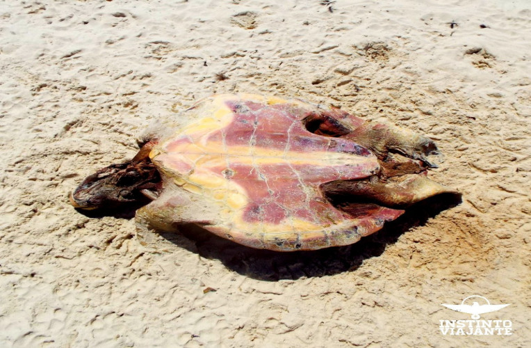Carcaça de tartaruga na Praia de Leste, Ilha Grande/RJ