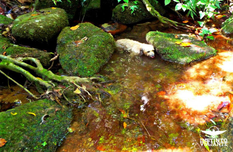 Estoupinha
