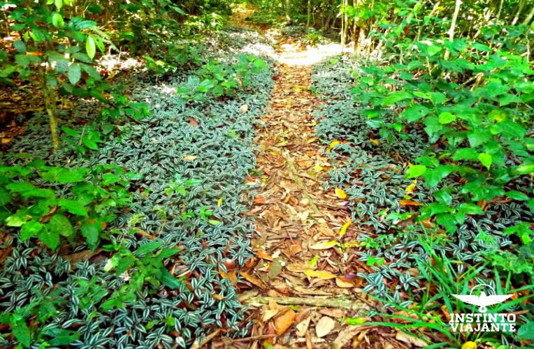 Trilha Aventureiro - Parnaioca, Ilha Grande/RJ