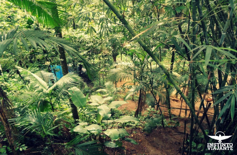 O lindo verde do Oasis Mundo