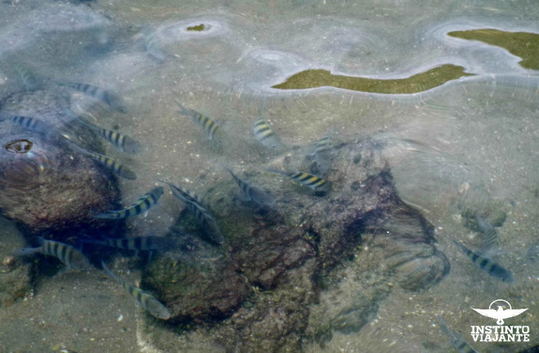 Peixes na Piscina Natural do Cachadaço, Trindade