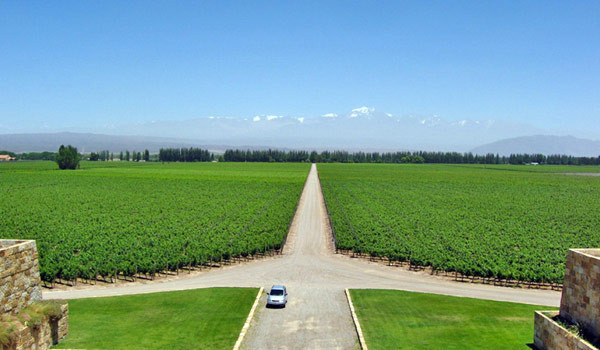 Vinhedos da Bodega Catena Zapata, em Mendoza, Argentina. Foto: constancezahn.com